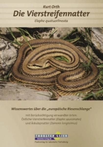 Die Vierstreifennatter Elaphe quatuorlineata